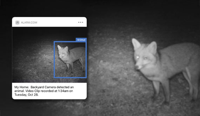 Night footage of an animal captured by a day-night security camera