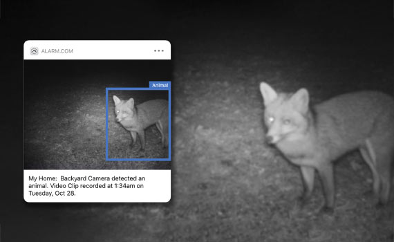 Night footage of an animal captured by a day-night security camera